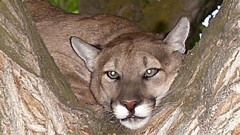 3 Mountain Lion Sightings Have La County Residents On Edge Cbs News