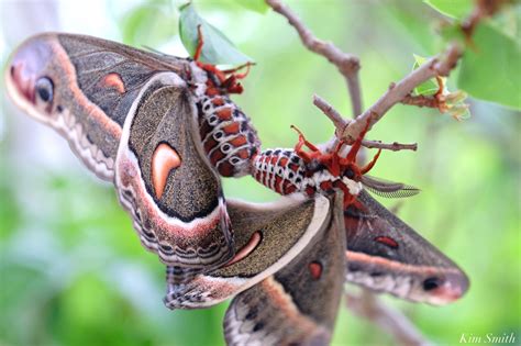 Cecropia Moth Mating Giant Silk Moth Copyright Kim Smith 20 Of 22