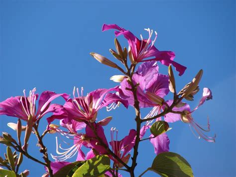 It has large thick leaves and striking purplish red flowers. Hong Kong Orchid Tree