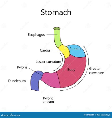 Internal Structure Human Stomach Stock Vector Illustration Of Medical