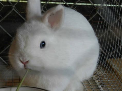 12 Cute And Small Breeds Of Rabbit Explained Rabbit Cages Uk