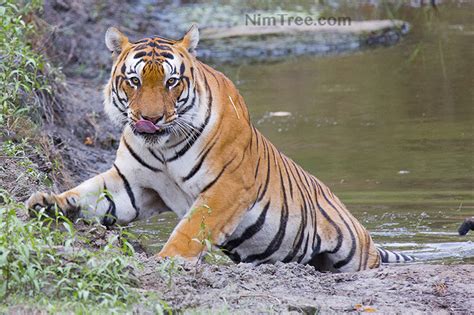 Exclusive Ranthambore Tigers 23 31 May 2020 Wildlife Photo Safaris