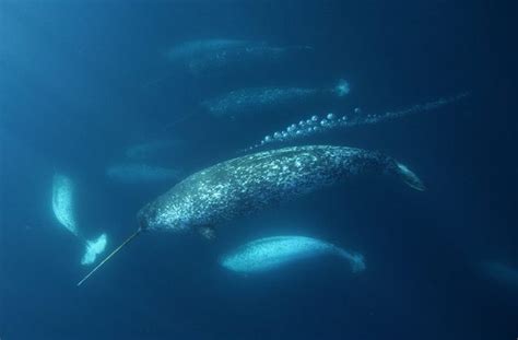 Marine Life ♥ Narwhals Swimming Narwhal Narwhal Facts Narwhal Pictures