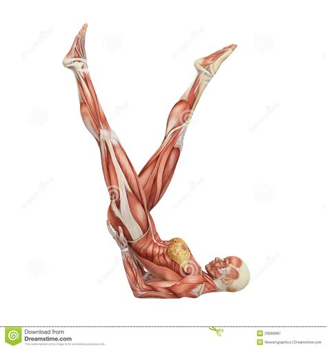 It is the physical structure of a person. Female Human Anatomy And Muscles Stock Illustration - Illustration of human, anatomical: 29068987