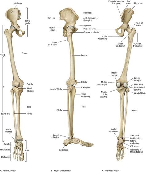 Hip And Thigh Atlas Of Anatomy Human Bones Anatomy Anatomy Bones
