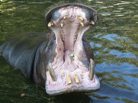 file hippo mouth wikimedia commons