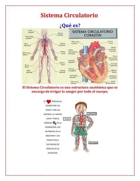 Calaméo Concepto Y Función Sistema Circulatorio