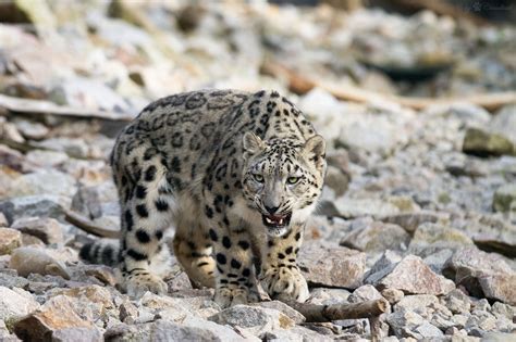 Snow Leopard Wild Cat Teeth Fangs Anger Wallpapers Hd Desktop