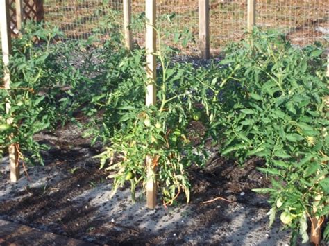 Phytophthora in pepper plants the most common symptom of phytophthora blight is stem rot. Fusarium Wilt in My Tomatoes?, Verticillium Wilt, Fungus