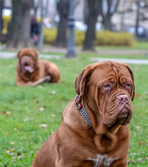Dika And Toza The French Mastiffs With Images Mastiff Dog Breeds