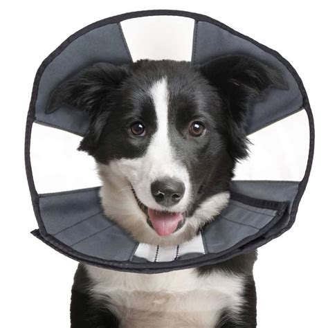 The Best Alternatives To The Dog Cone Of Shame 2021 Smart Bark