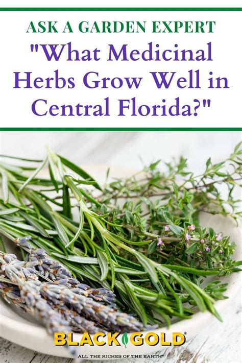 What Medicinal Herbs Grow Well In Central Florida I Moved To Florida
