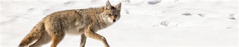 Coyotes Cat Tales Wildlife Center