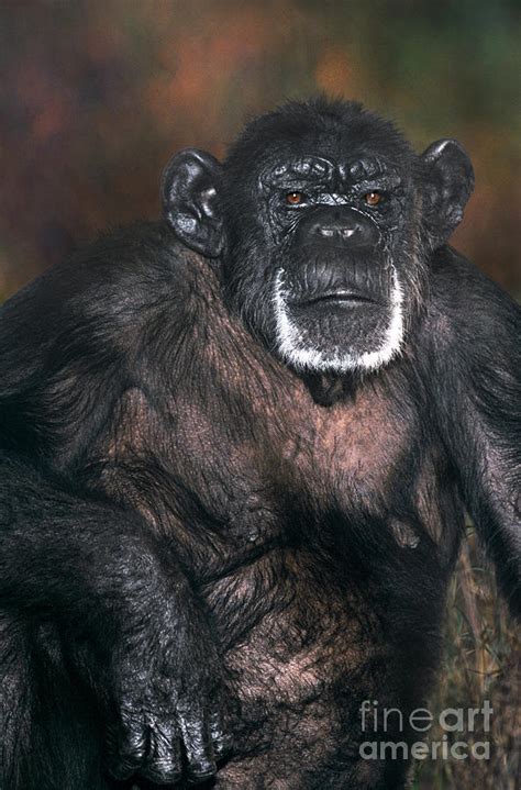 Chimpanzee Portrait Endangered Species Wildlife Rescue Photograph By