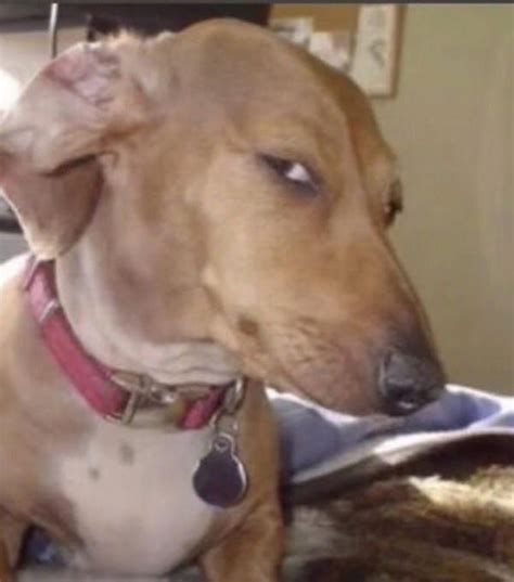 Sus Dog Flip Side Eye Dog Know Your Meme Funny Animal Photos Funny