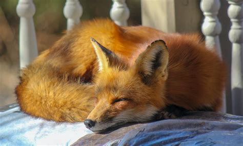 Close Up Photo Of Sleeping Fox · Free Stock Photo