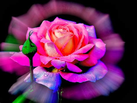 Imagenes De Rosas Rosas Hermosas Miexsistir