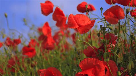 Red Poppies Wallpaper Iphone Android And Desktop Backgrounds
