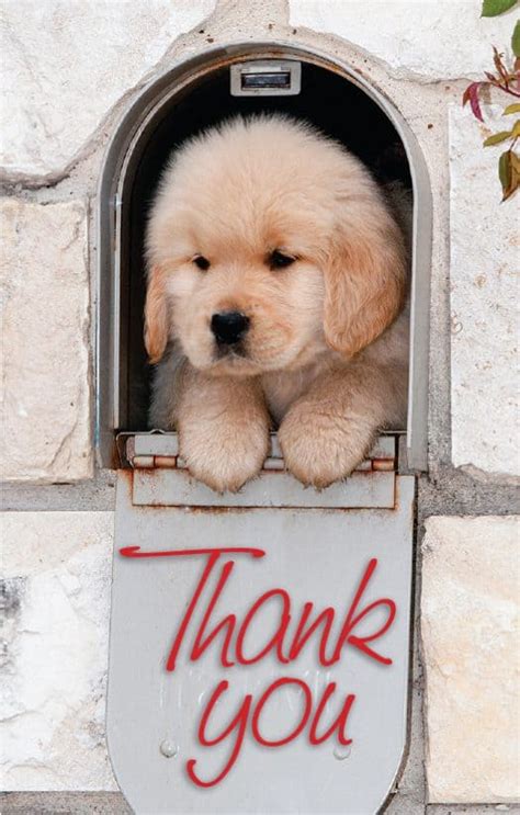 Puppy thank you 96801 gifs. #1802PC Puppy in Mailbox "Thank You" Postcard | MyCarrierCards.com