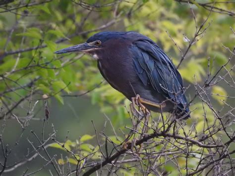 Green Heron Emuseum Of Natural History