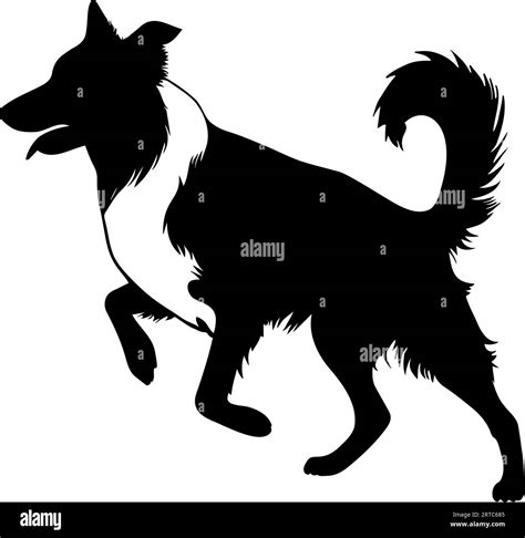 Border Collie Dog Silhouette Icon Symbol Vector Illustration Stock