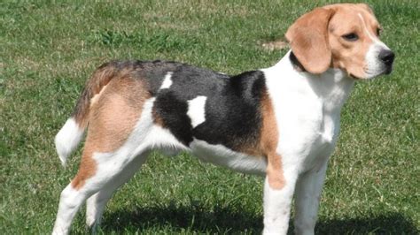 Dog Breed Guide Beagle Dogs Cats Pets
