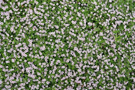 Cuidados De La Lippia Nodiflora En Invierno Consejos Y Trucos