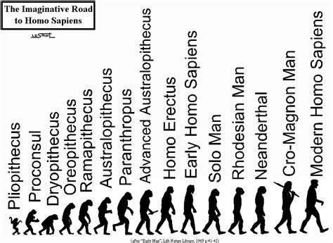 Basic Evolution Of Man Human Evolution Human Evolution Tree Evolution