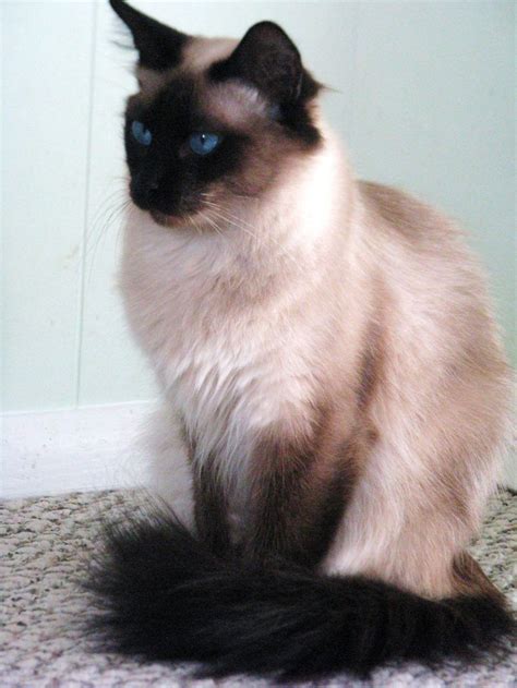 The good news is that, if you are open to having an active cat, you will happily give them the attention and love needed because they are incredibly lovable! Jamila Seal Point Balinese | Balinese cat, Siamese cats ...