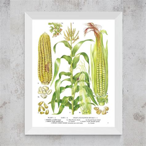Sweet Corn Maize Corn Unframed Vintage Vegetable Print Etsy Uk