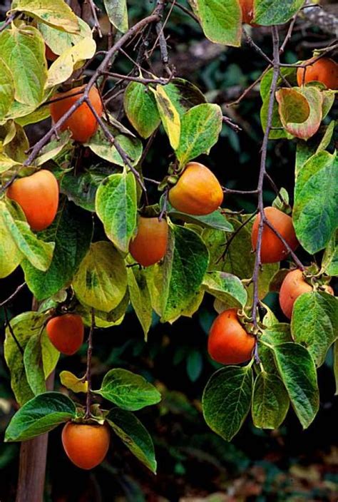 Persimmon trees are easy to grow and aren't bothered by pests or disease. Persimmon tree needs time to mature - SFGate