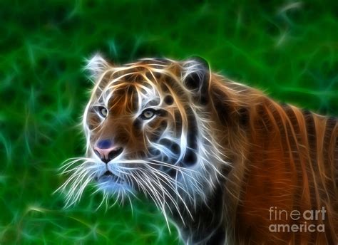 Tiger Dream Photograph By Steve Mckinzie Fine Art America