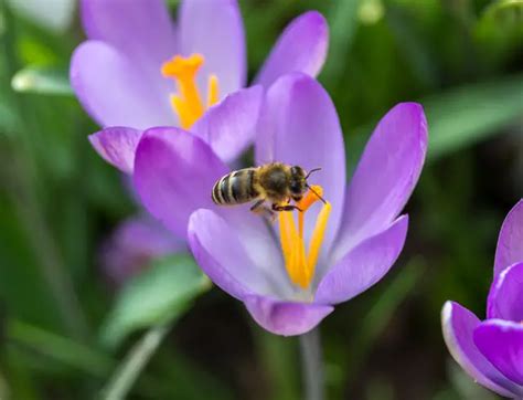 Crocus Flower Interesting Facts And Saffron Uses A To Z Flowers