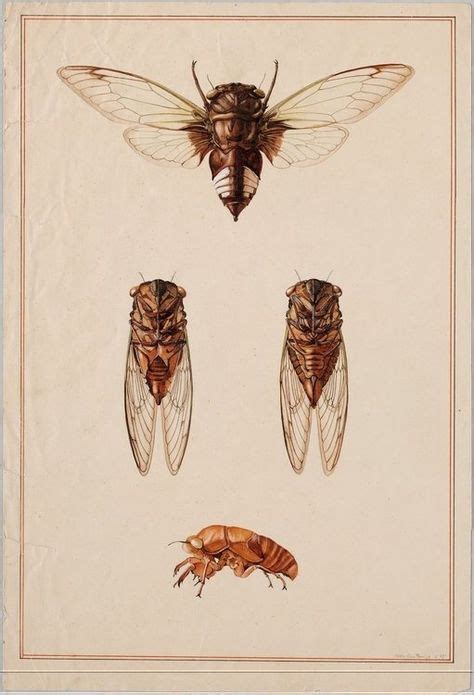 Scientific Illustration Photo Insect Art Insects Scientific