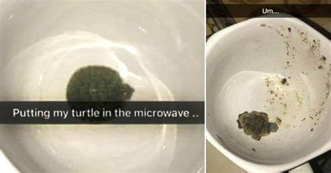 Teen Posts Pictures Microwaved Pet Turtle And The Internet Is Mad
