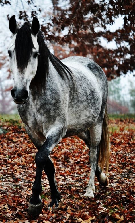 50 Shades Of Dappled Grey Horse Nation Horses Grey Horse