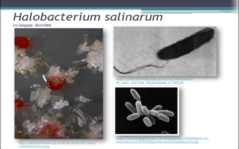 Archaebacteria Who Classification Domain Archaea Kingdom