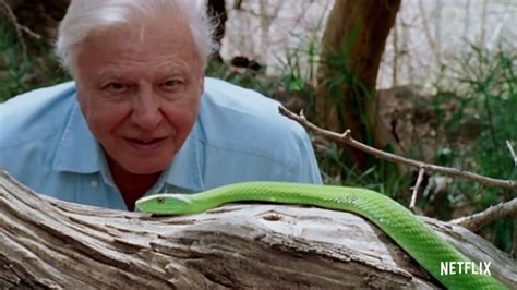 🎬 David Attenborough A Life On Our Planet Trailer Coming To Netflix