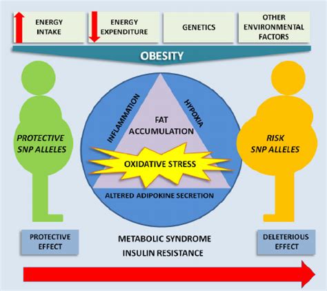A Schematic Diagram Of The Multifactorial Character Of Obesity These