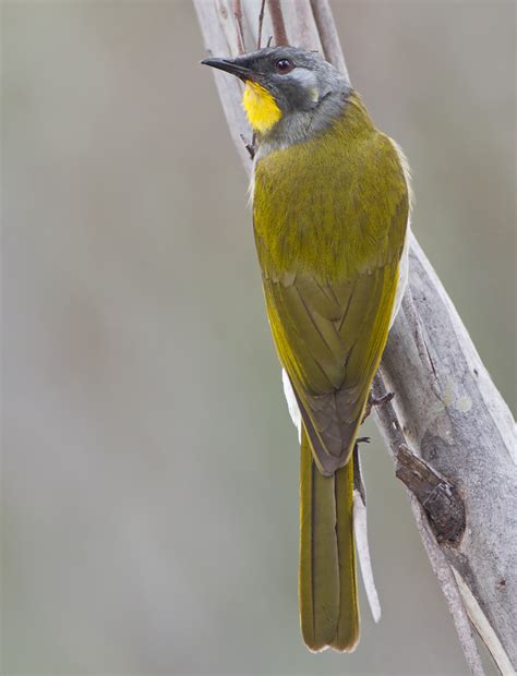 Meliphagidae Honeyeaters Chats Photo Gallery Wildlife Journal Junior