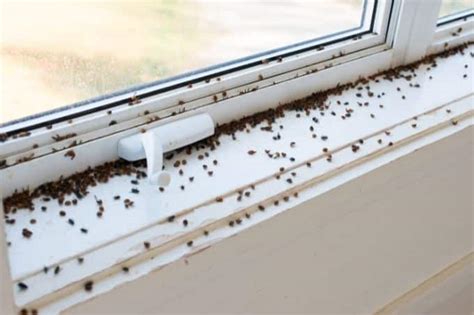 Cluster Flies On Windows Guide On How To Get Rid Cluster Flies Trappify