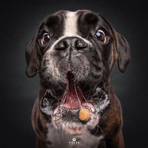 18 Fotos Muito Engraçadas De Cães Concentrando Se Para Pegar Guloseimas