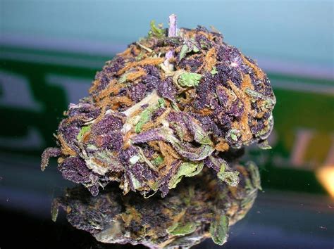 Trainwreck Weed Strain Zenpype Cannabis News Feed