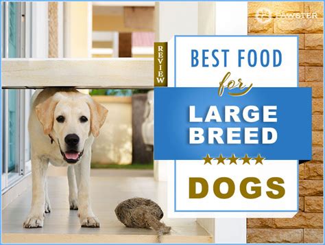 Right nutrition for large breeds. 7 Best Foods to Feed a Large Breed Dog