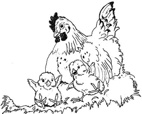 Mother hen playing with chick: Hen And Chicks Coloring Page - Coloring Home