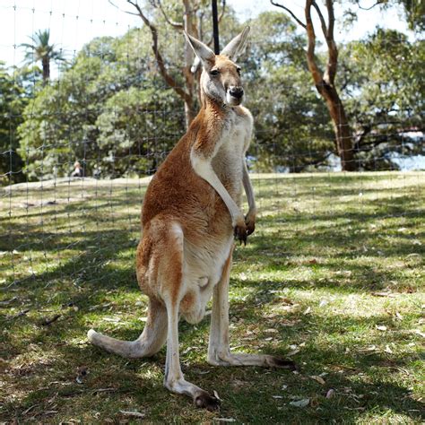 Où Observer Des Kangourous Dans Leur Habitat Naturel Tourism Australia