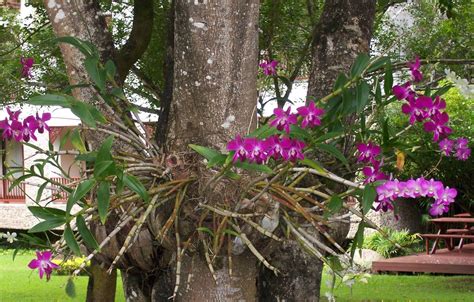 Pin De Luz Marina Angel Algeciras En Plantas Tipos De Orquideas Orquideas Silvestres Cultivo