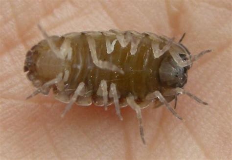 Pill bugs breathe through gills. pill bug (underside)_Woodlouse - Armadillidium vulgare ...