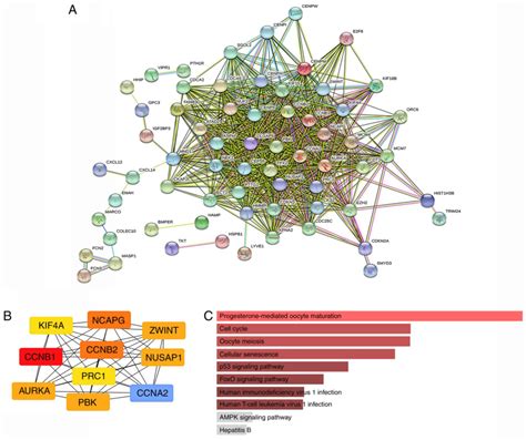 Identification Of Potential Hub Genes Related To The Progression And