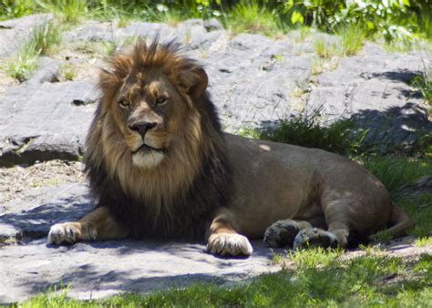 Lion Lion At The Bronx Zoo Innes2011 Flickr